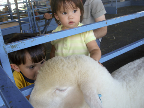 Maddie Nathan Sheep